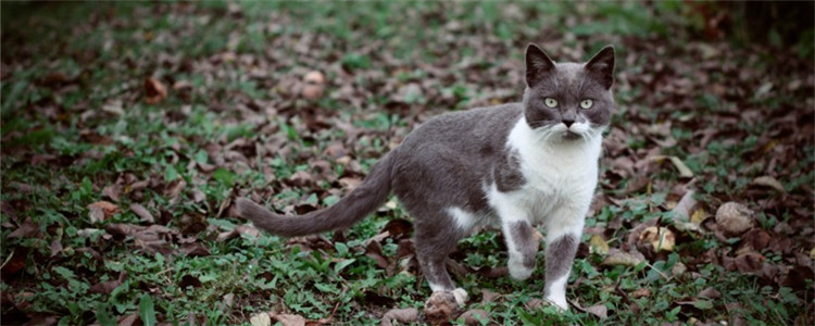 剪刀大法是什么 猫咪走丢真的会自己回来吗
