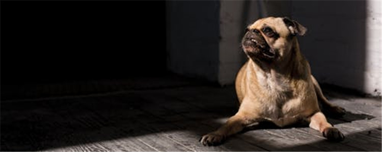 狗狗中暑怎么办 狗狗中暑要怎么进行降温