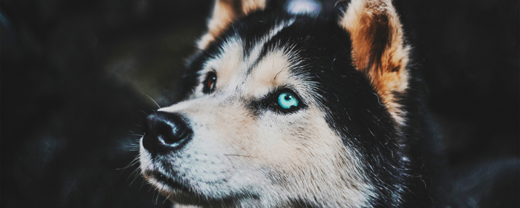 喂养哈士奇的注意事项 8个月哈士奇喂养与注意事项