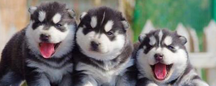 哈士奇美容造型 哈士奇美容与毛发护养攻略