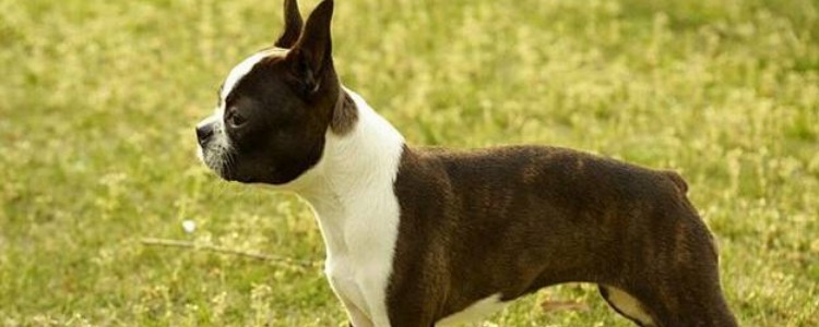 给爱犬吃零食应注意什么 吃零食必知事项