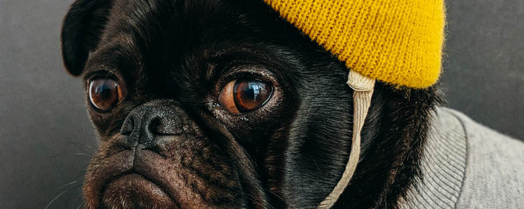 养狗卫生注意事项 多清洁减少与犬交叉感染