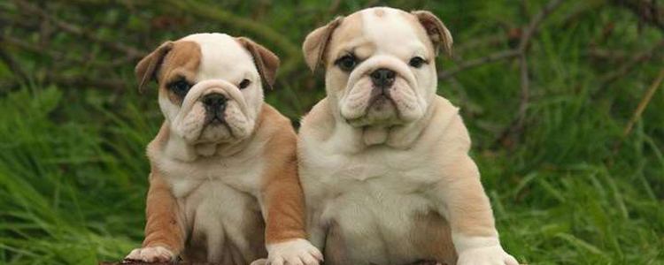 狗狗美教程 宠物美容之斗牛犬美容护理