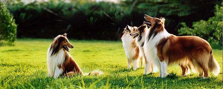 狗狗打架怎么办 阻止爱犬与其他狗斗殴方法