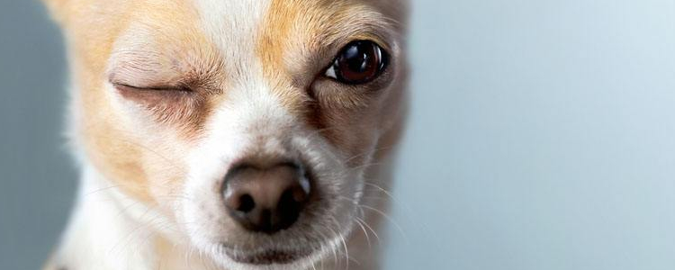 狗狗在家无聊怎么办 留狗在家为其挑选四类玩具