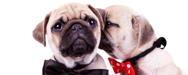 遛狗牵引绳 狗狗外出必备两种人气狗链