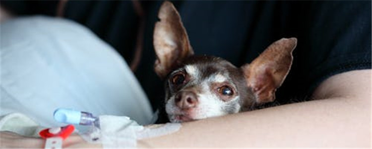 狗狗走丢了怎么办 要有目的的进行寻找