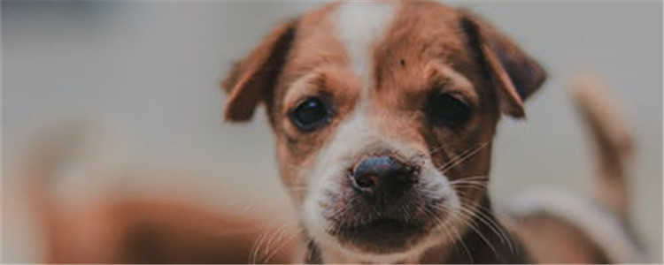 土狗有什么优点 中华田园犬不比品种狗差