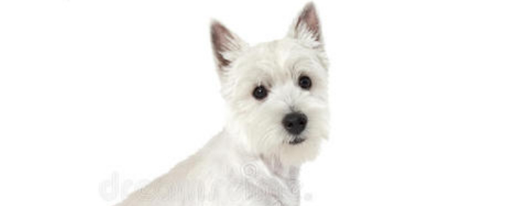 把狗狗关笼子里好吗 狗笼对于狗狗的好处分析