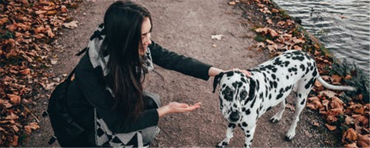 给狗梳毛有什么好处 给狗梳毛的好处你知道吗