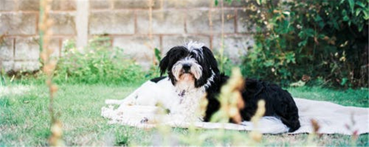 经常给狗梳毛好不好 你有经常为狗狗梳毛吗