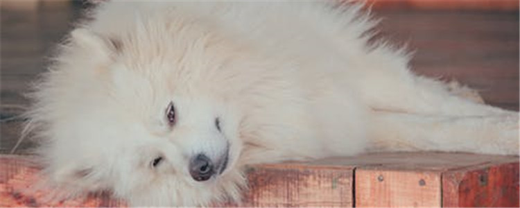 给狗剃光毛好不好 狗狗的毛发有什么作用