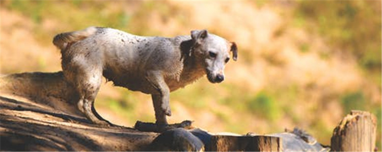 训练狗狗的好处有哪些 训练狗狗一定要趁早