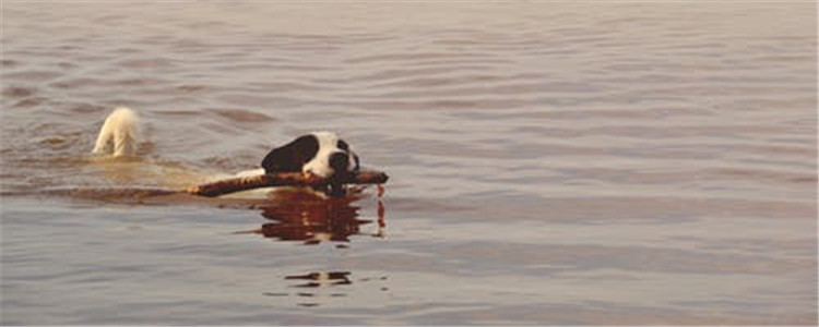 什么时候训练狗狗最好 训练狗狗的重要性你知道吗