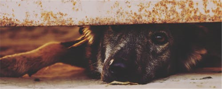 夏天养狗要注意什么 夏季要避免狗狗暴晒