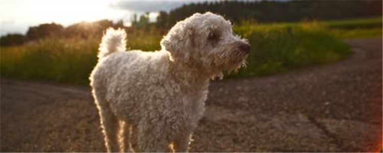 夏天养狗注意事项  千万不要把狗单独留在车内