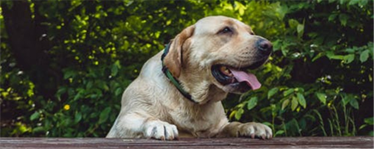 狗狗夏天需要驱虫吗 夏天养狗要注意哪些