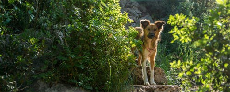 蜱虫有什么危害 要怎样才能预防蜱虫