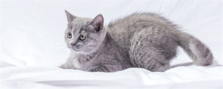刚养猫要注意什么 这些问题不能忽视