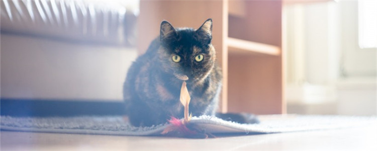 猫咪会得糖尿病吗 猫咪得糖尿病要如何确诊