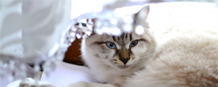 猫咪为什么会吐毛球 猫咪的毛球吐不出来会怎么样