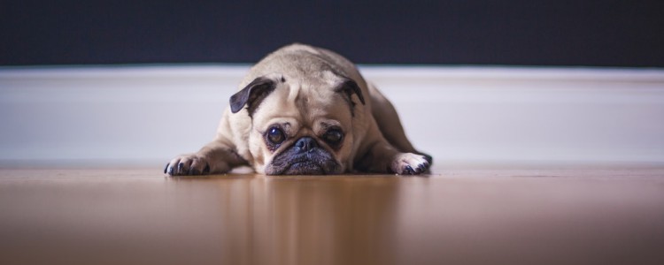 狗狗吃幼犬粮要吃多久 狗狗几岁可以换粮呢