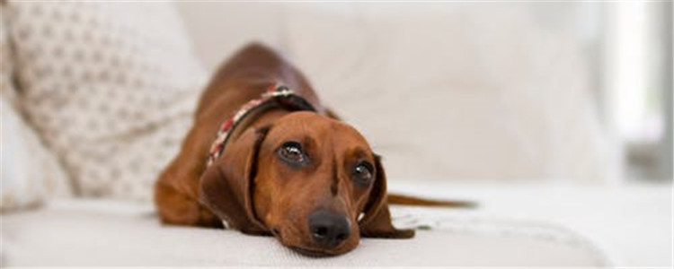 如何预防狗狗腹泻 日常养狗要注意什么