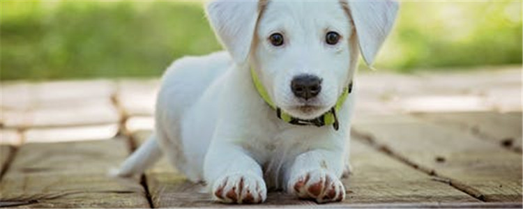 狗狗脚掌怎么护理 选择合适的遛狗地点很重要