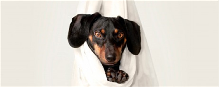 给狗梳毛怎么梳 教你如何正确的给狗狗梳毛