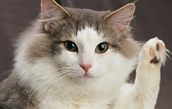 猫身体忽然发出臭味 猫身体有臭味你找到散发地了吗？