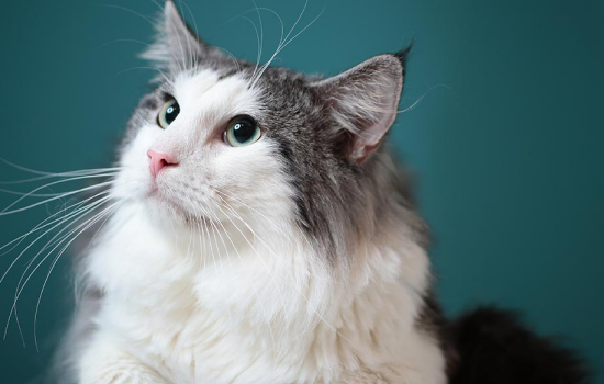 猫身体忽然发出臭味 猫身体有臭味你找到散发地了吗？