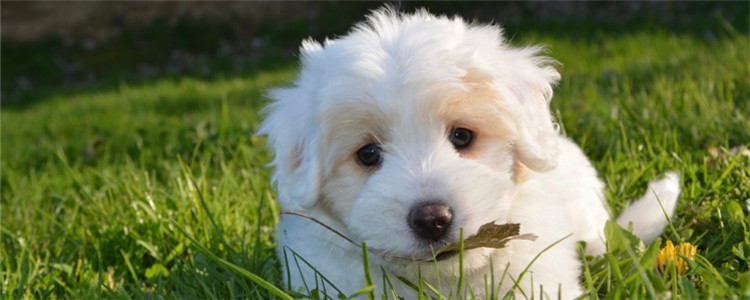 狗狗喜欢舔人的脚 如何阻止狗狗舔人