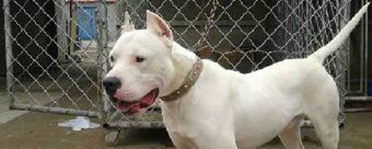 狗尿黄是怎么回事 狗狗尿黄该怎么改善