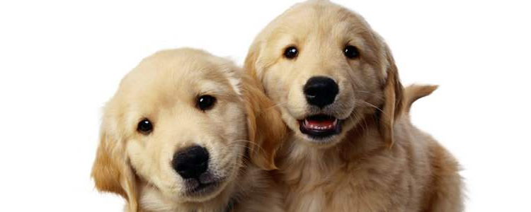 狗狗不能吃什么食物 一张图告诉你！