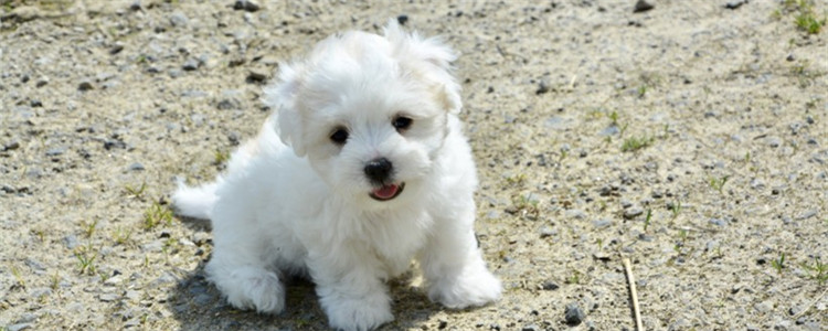 狗狗表达爱意的方式 你感受到狗狗的喜爱了吗