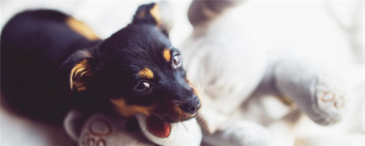 狗狗怎么表达喜欢主人 狗狗表达情绪的方式有哪些