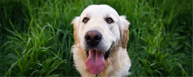 狗狗会什么会磨牙 狗狗磨牙的原因你造吗