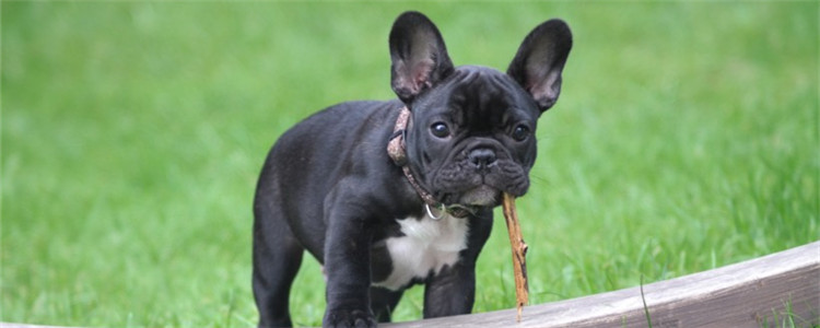 磨牙棒怎么选 给狗狗挑选磨牙棒要注意啥