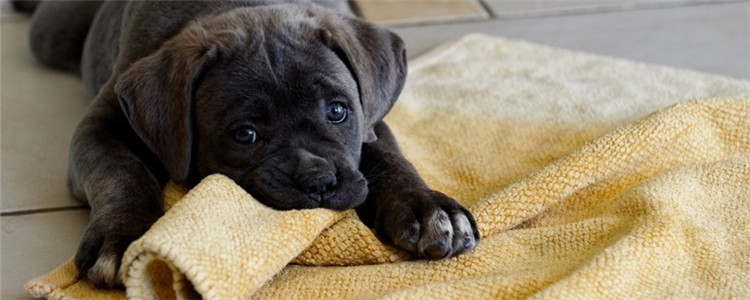 狗狗乱咬东西怎么办 如何纠正狗狗乱咬的恶习