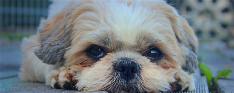 狗狗喜欢乱咬鞋子 可能是狗狗换牙期在作祟