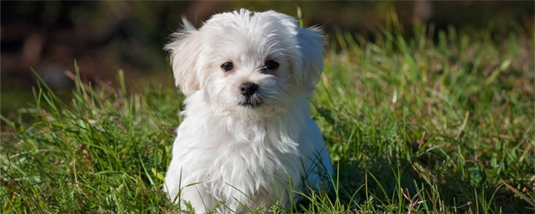 狗狗生理期怎么护理 狗狗生理期五大注意事项