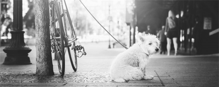 牵引绳有什么用 狗狗牵引绳有几种