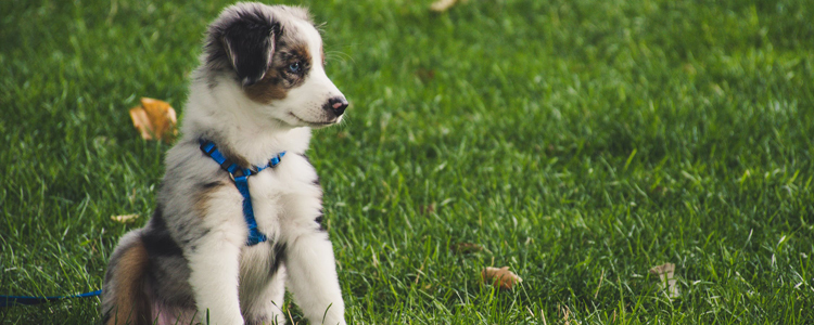 小狗交配一次需要多长时间 交配时长和是否成功关联不大
