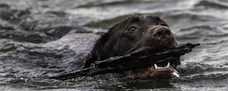 怎么训练狗狗游泳 狗狗怕水要怎么训练才好