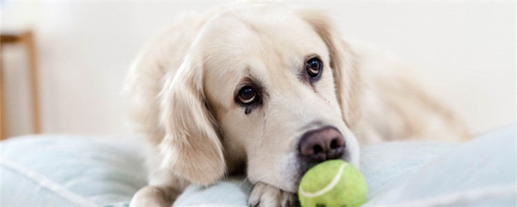 狗狗为什么会抑郁 导致狗狗抑郁的原因有哪些