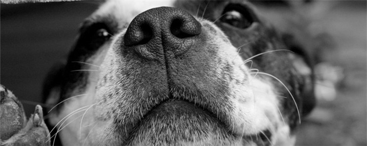 狗狗为什么会口臭 狗狗口臭该怎么办