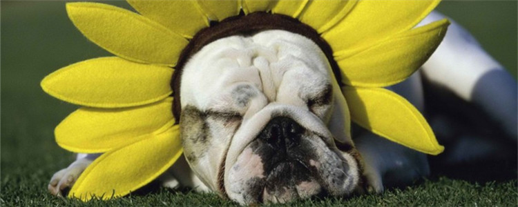 狗狗肥胖的原因是什么 这四大原因你知道吗