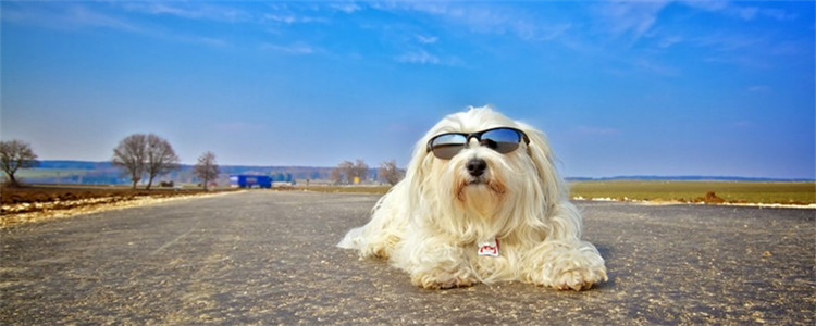 狗可以吃巧克力吗 最好不要喂狗狗吃巧克力