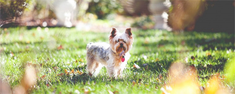 如何正确的遛狗 遛狗一定要牵绳