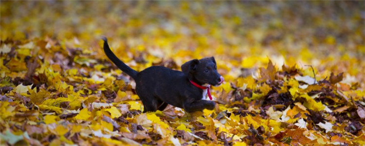 狗狗爱吃草是怎么了 狗狗爱吃草的原因是什么